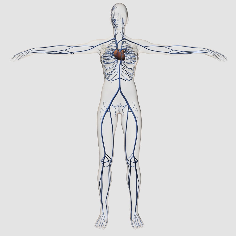 Medical illustration of female circulatory system with heart and veins Canvas Art - Stocktrek Images (29 x 29)