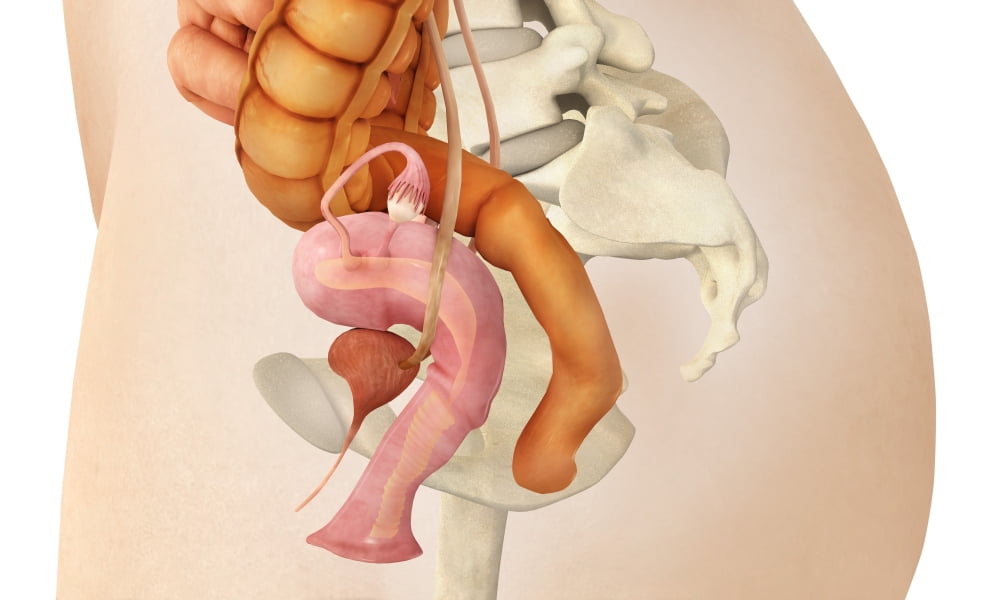 Medical illustration of female genital organs Canvas Art - Stocktrek Images (19 x 11)