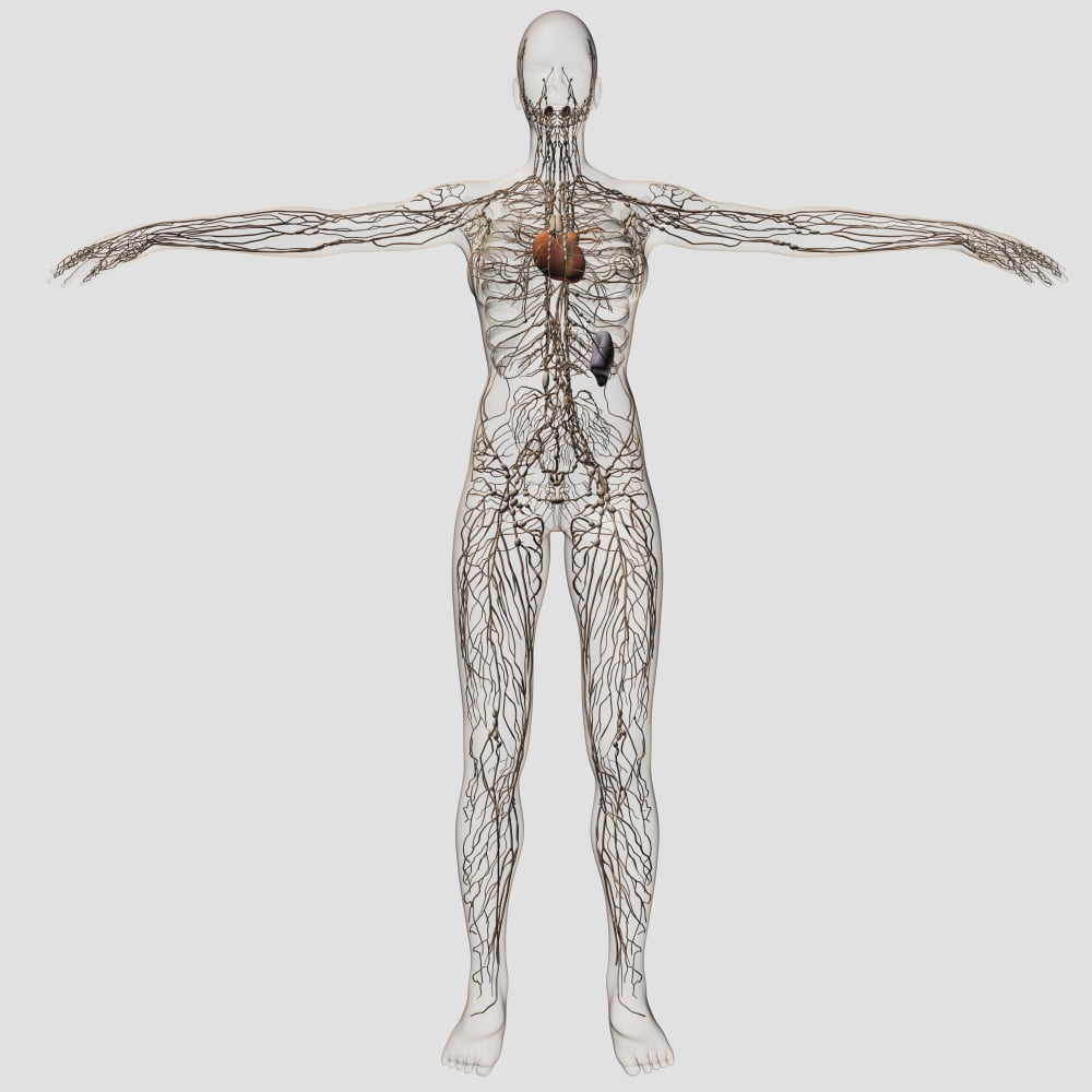 Medical illustration of female lymphatic system with heart Canvas Art - Stocktrek Images (29 x 29)