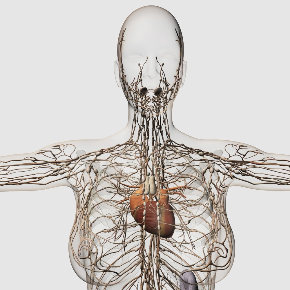 Medical illustration of female lymphatic system with heart Canvas Art - Stocktrek Images (29 x 29)