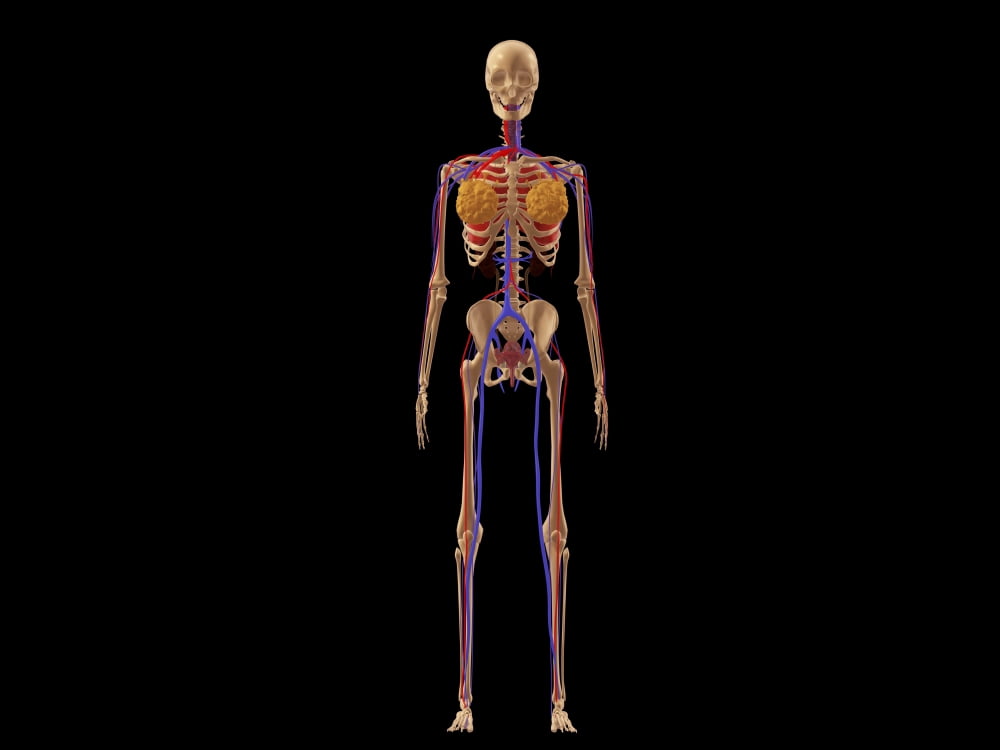 Medical illustration of female skeleton with veins and arteries Canvas Art - Stocktrek Images (17 x 13)