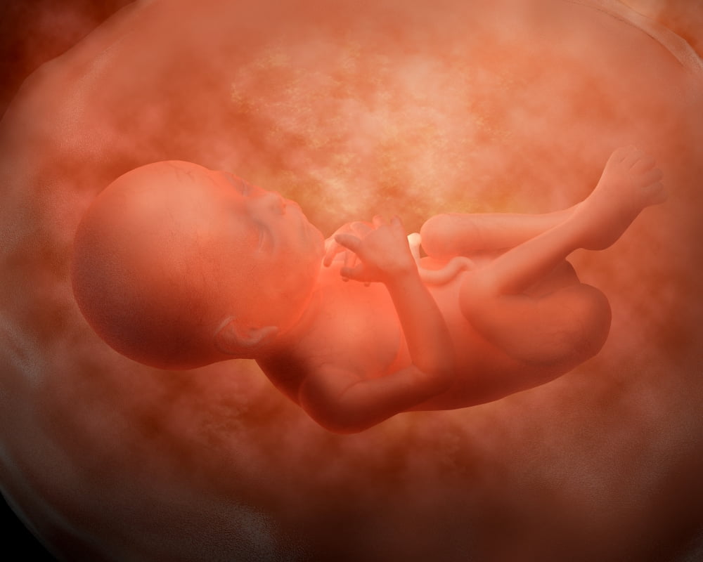 Medical illustration of fetus development at 24 weeks Canvas Art - Stocktrek Images (16 x 13)