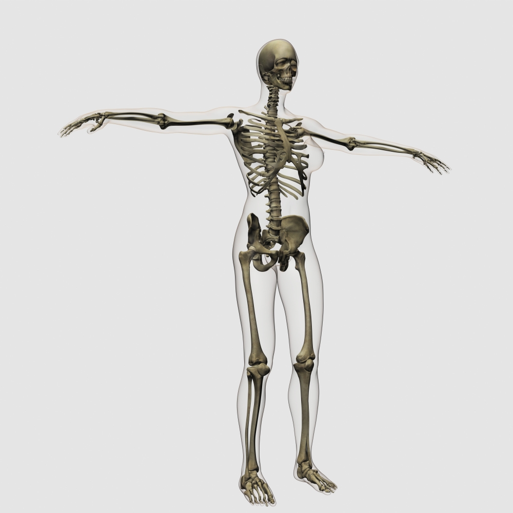 Medical illustration of full female skeleton Canvas Art - Stocktrek Images (29 x 29)
