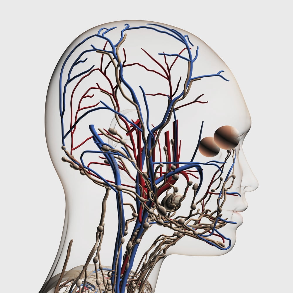 Medical illustration of head arteries veins and lymphatic system Canvas Art - Stocktrek Images (29 x 29)
