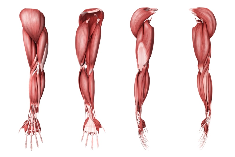 Medical illustration of human arm muscles four side views Canvas Art - Stocktrek Images (18 x 12)