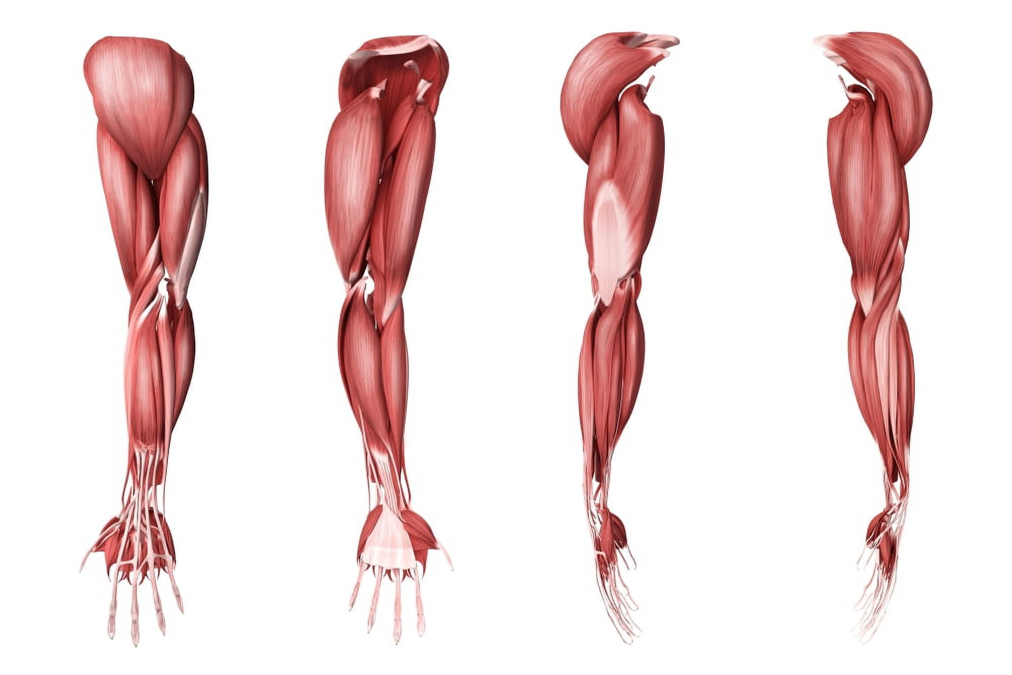 Medical illustration of human arm muscles four side views Canvas Art - Stocktrek Images (35 x 24)