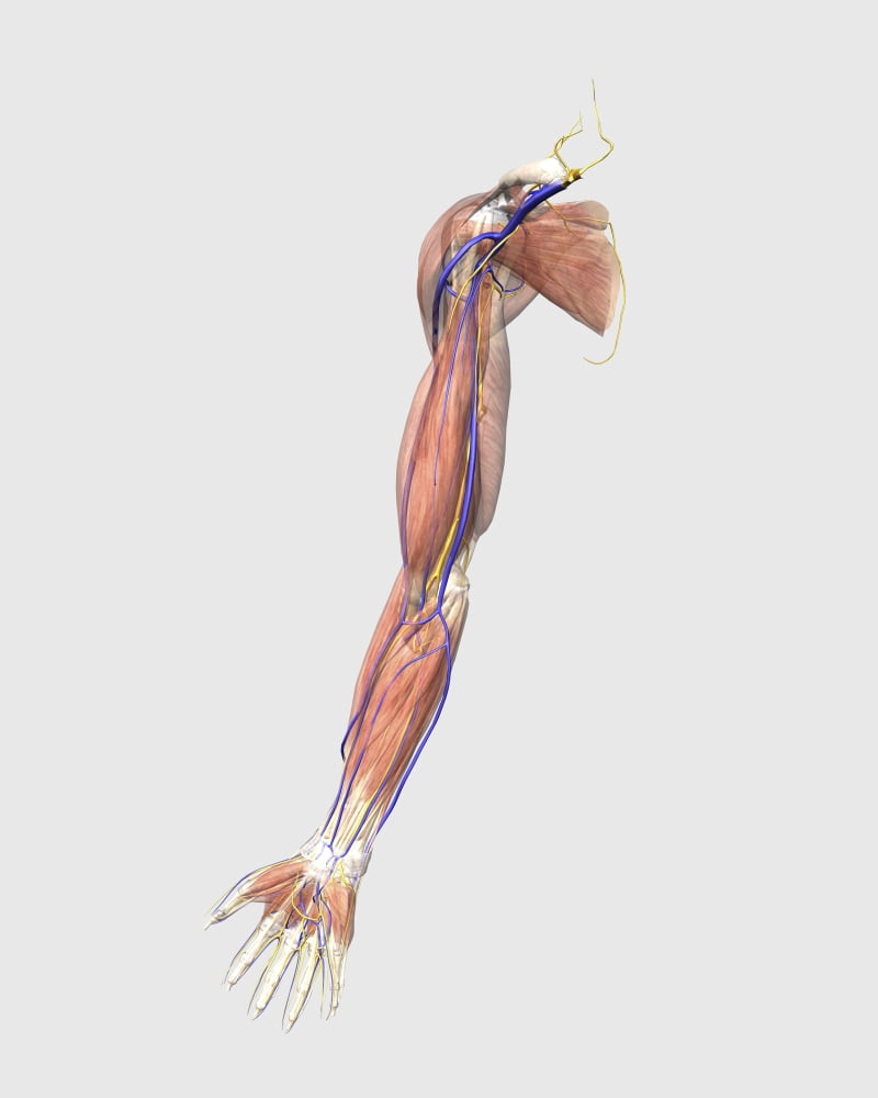 Medical illustration of human arm muscles veins and nerves Canvas Art - Stocktrek Images (13 x 16)