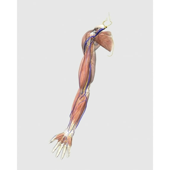 Medical illustration of human arm muscles veins and nerves Poster Print
