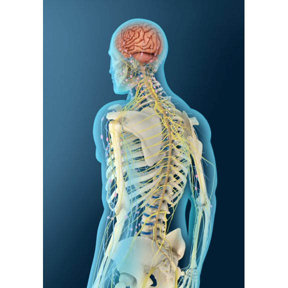 Medical illustration of human brain and brain stem Canvas Art - Stocktrek Images (24 x 34)
