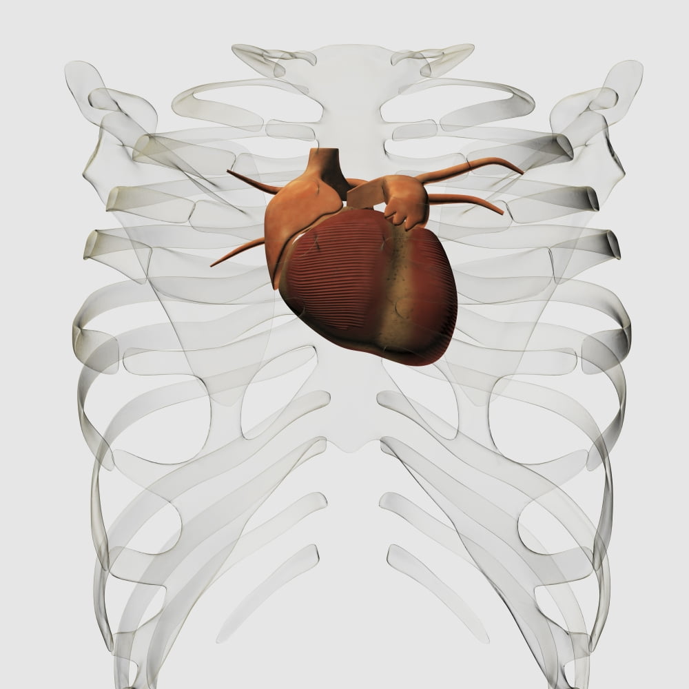 Medical illustration of human heart and rib cage Canvas Art - Stocktrek Images (29 x 29)