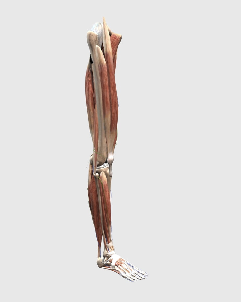 Medical illustration of human leg muscles bones and joints Canvas Art - Stocktrek Images (13 x 16)