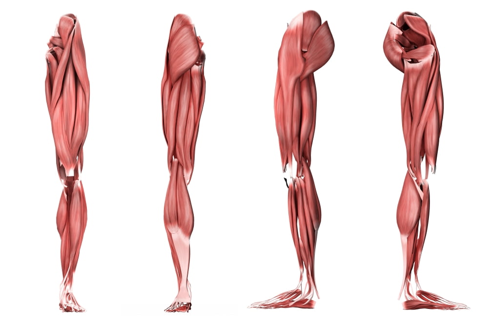 Medical illustration of human leg muscles four side views Canvas Art - Stocktrek Images (35 x 24)