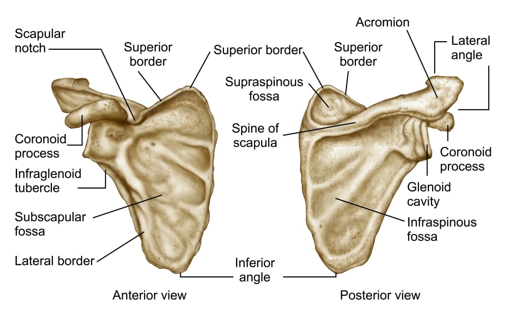 Medical illustration of human scapula bone Canvas Art - Stocktrek Images (18 x 11)
