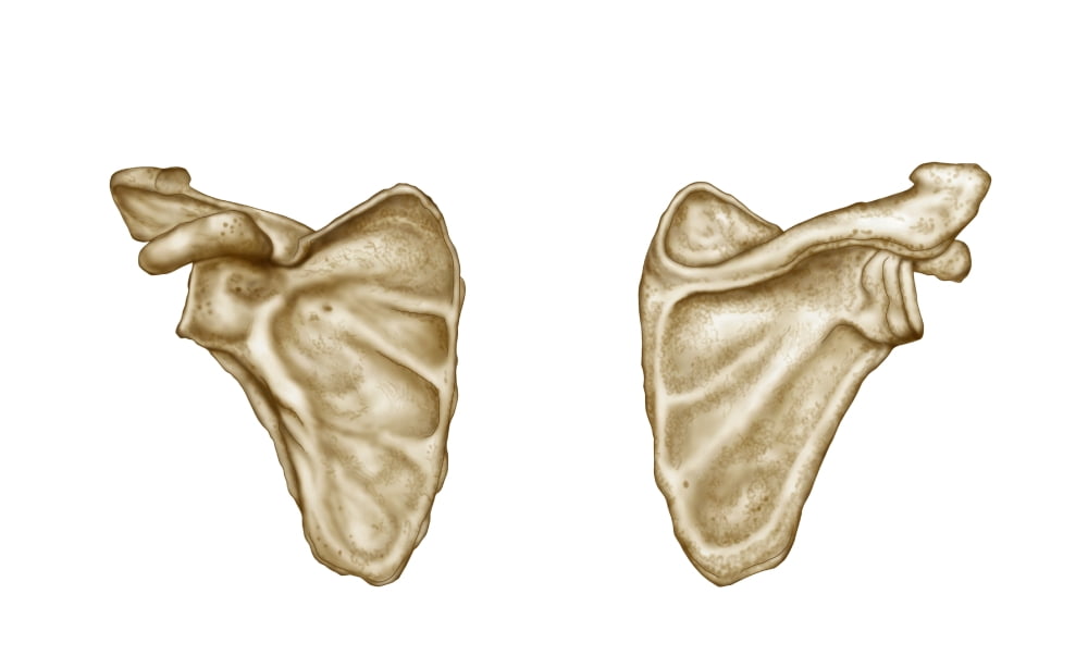 Medical illustration of human scapula bone Canvas Art - Stocktrek Images (18 x 11)
