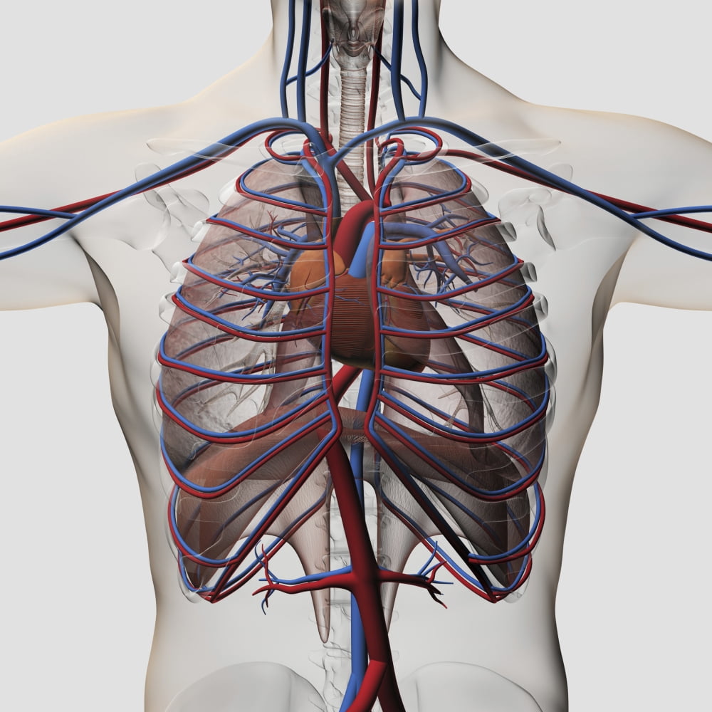 Medical illustration of male chest with arteries veins heart and rib cage Canvas Art - Stocktrek Images (29 x 29)