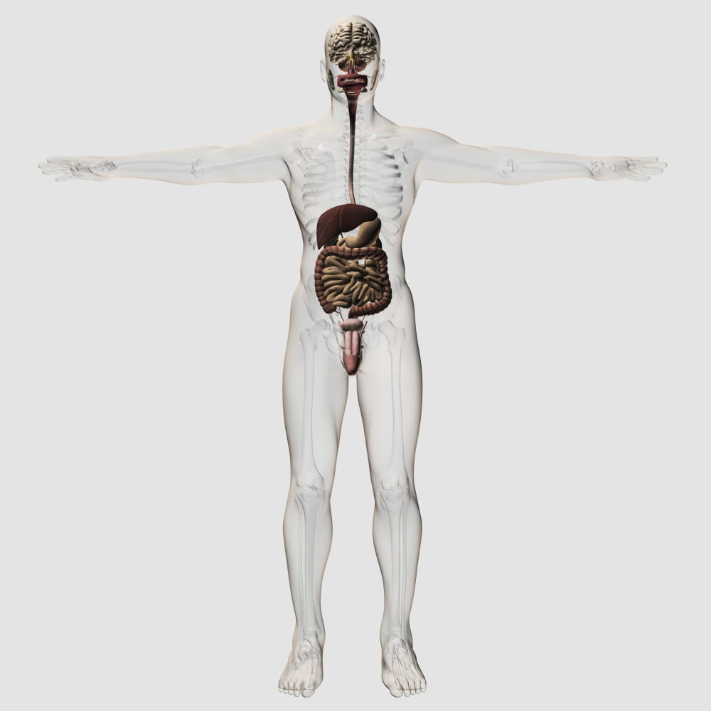 Medical illustration of male digestive system and urinary system Canvas Art - Stocktrek Images (29 x 29)