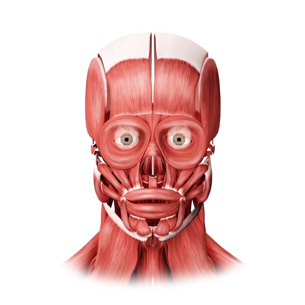 Medical illustration of male facial muscles front view Canvas Art - Stocktrek Images (28 x 28)