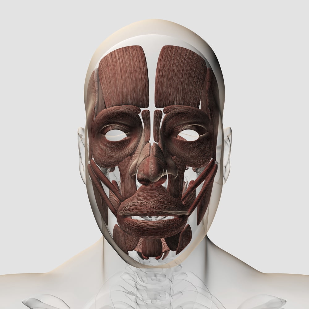 Medical illustration of male facial muscles front view Canvas Art - Stocktrek Images (29 x 29)