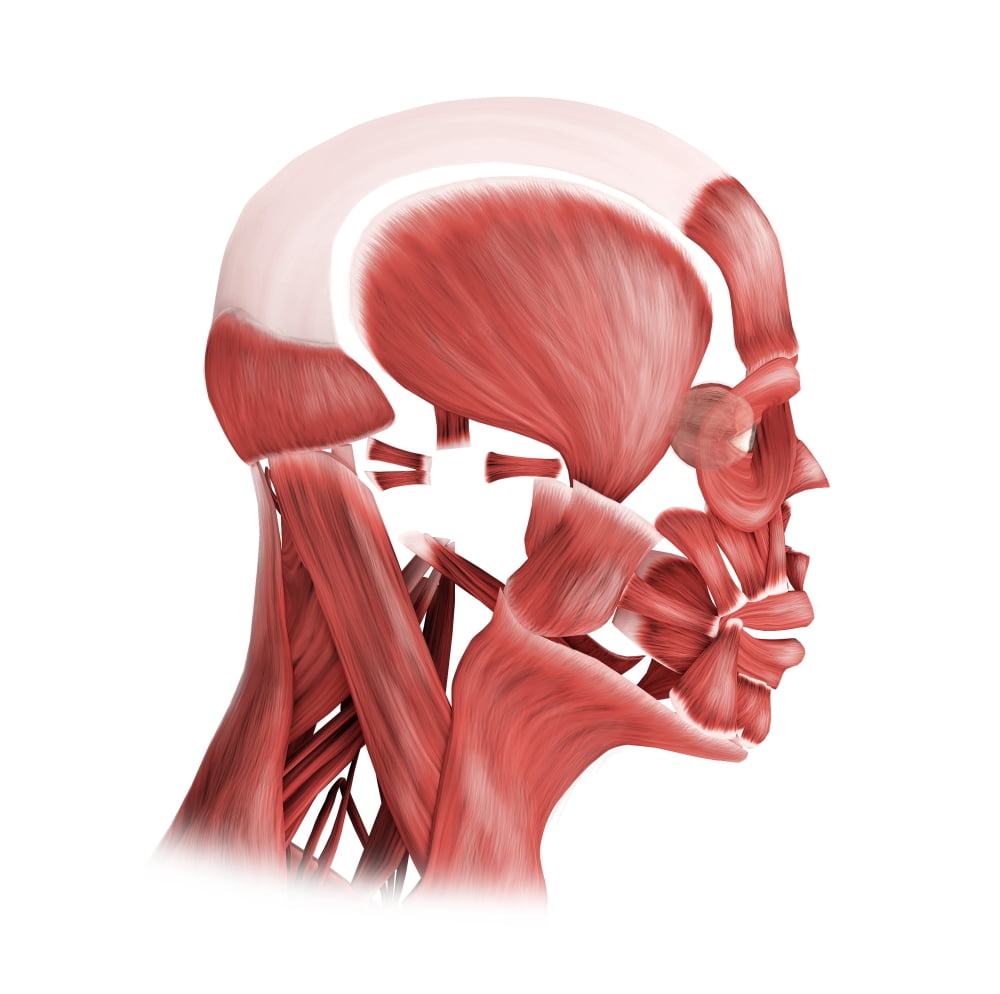 Medical illustration of male facial muscles side view Canvas Art - Stocktrek Images (29 x 29)