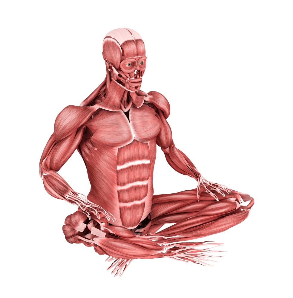 Medical illustration of male muscles in a sitting position Canvas Art - Stocktrek Images (28 x 29)