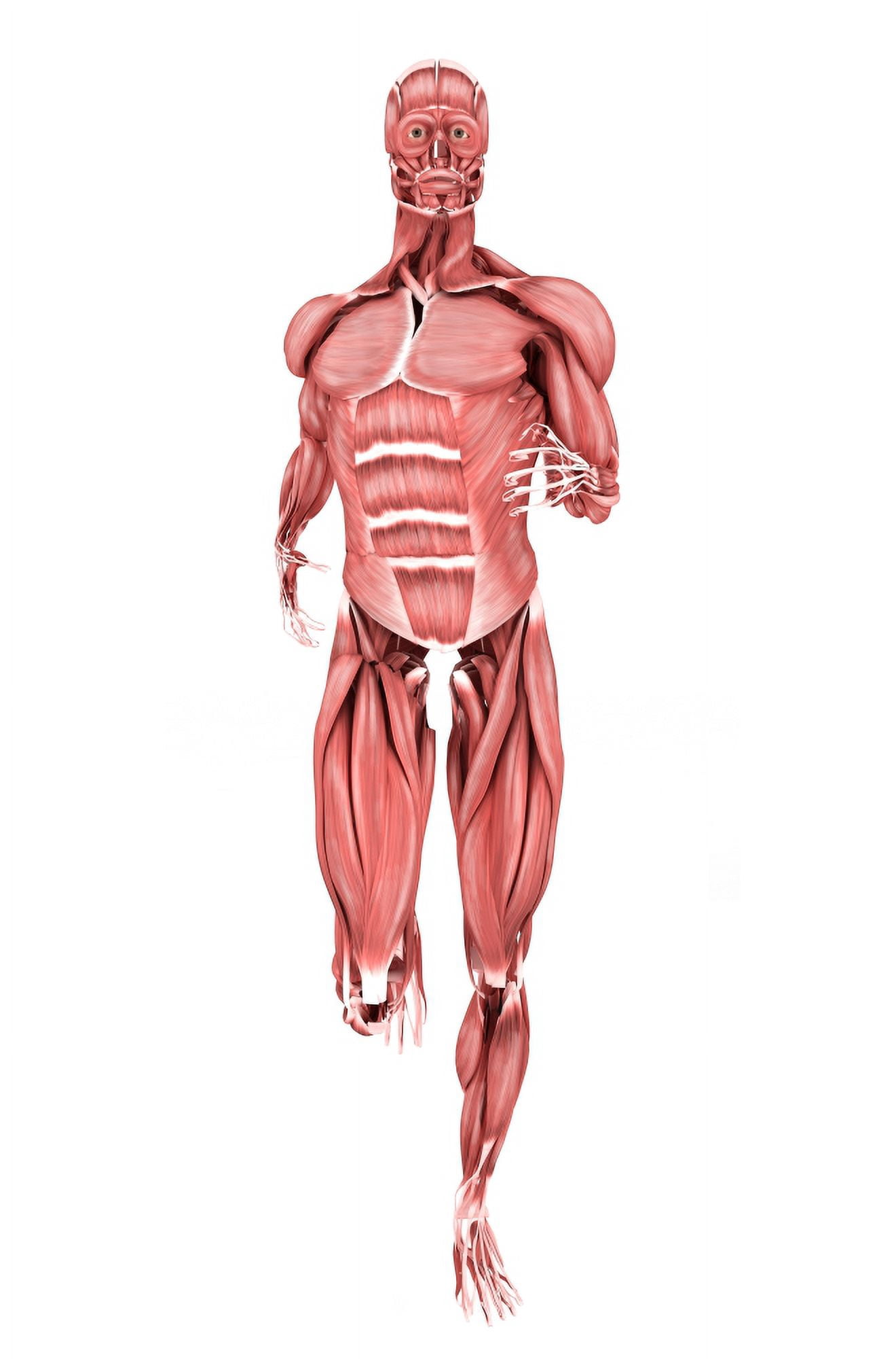 Medical illustration of male muscles running front view Canvas Art - Stocktrek Images (23 x 35)
