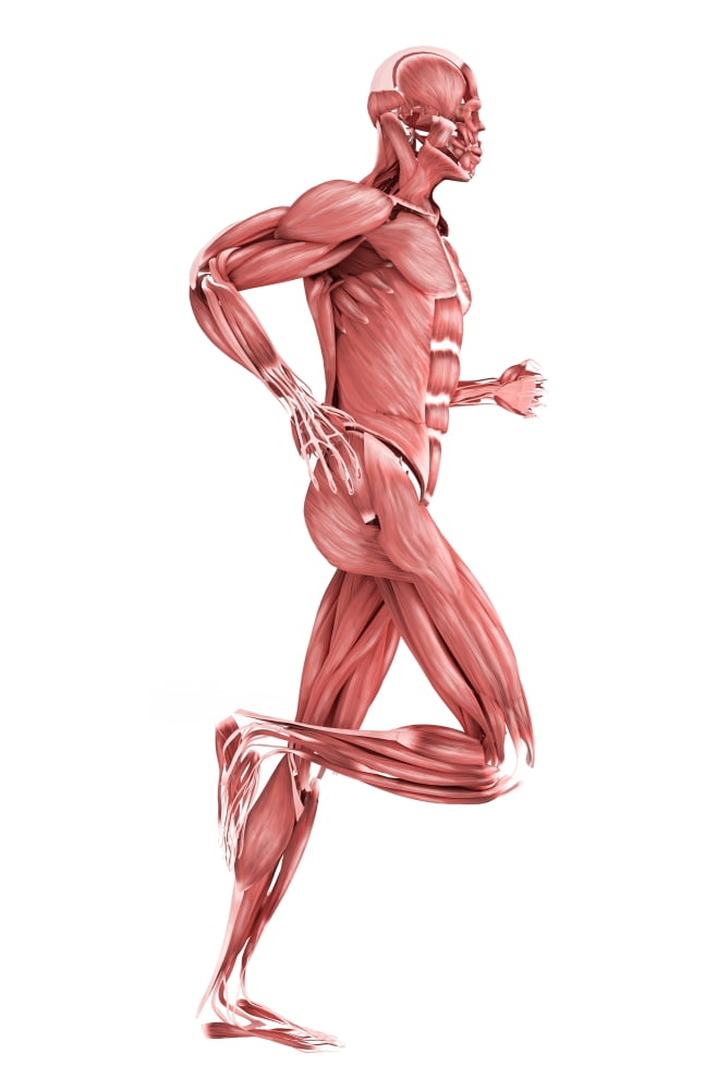 Medical illustration of male muscles running side view Canvas Art - Stocktrek Images (23 x 35)