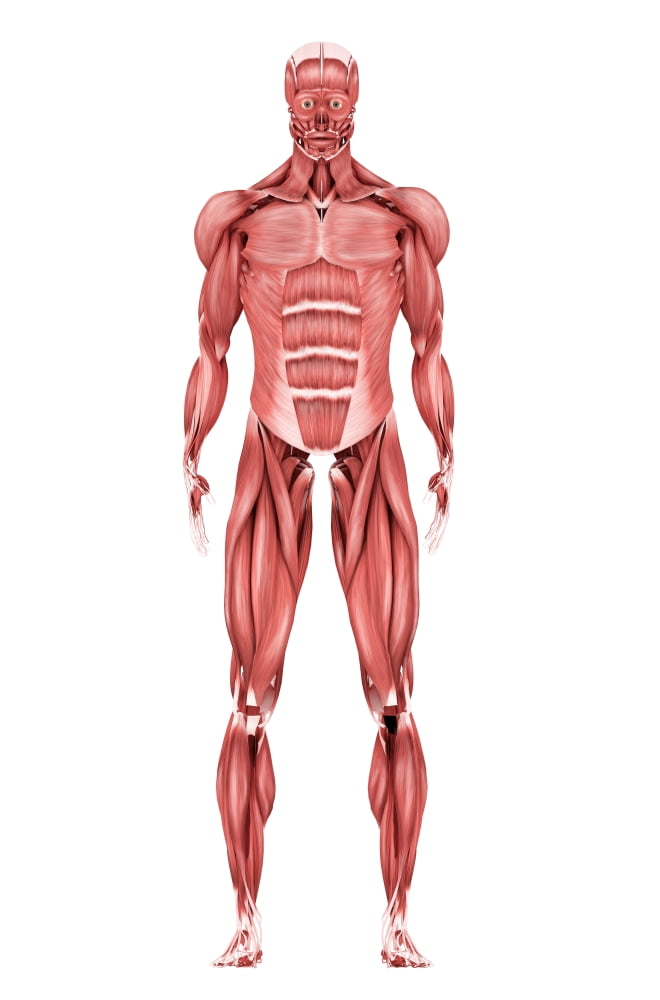 Medical illustration of male muscular system front view Canvas Art - Stocktrek Images (12 x 18)