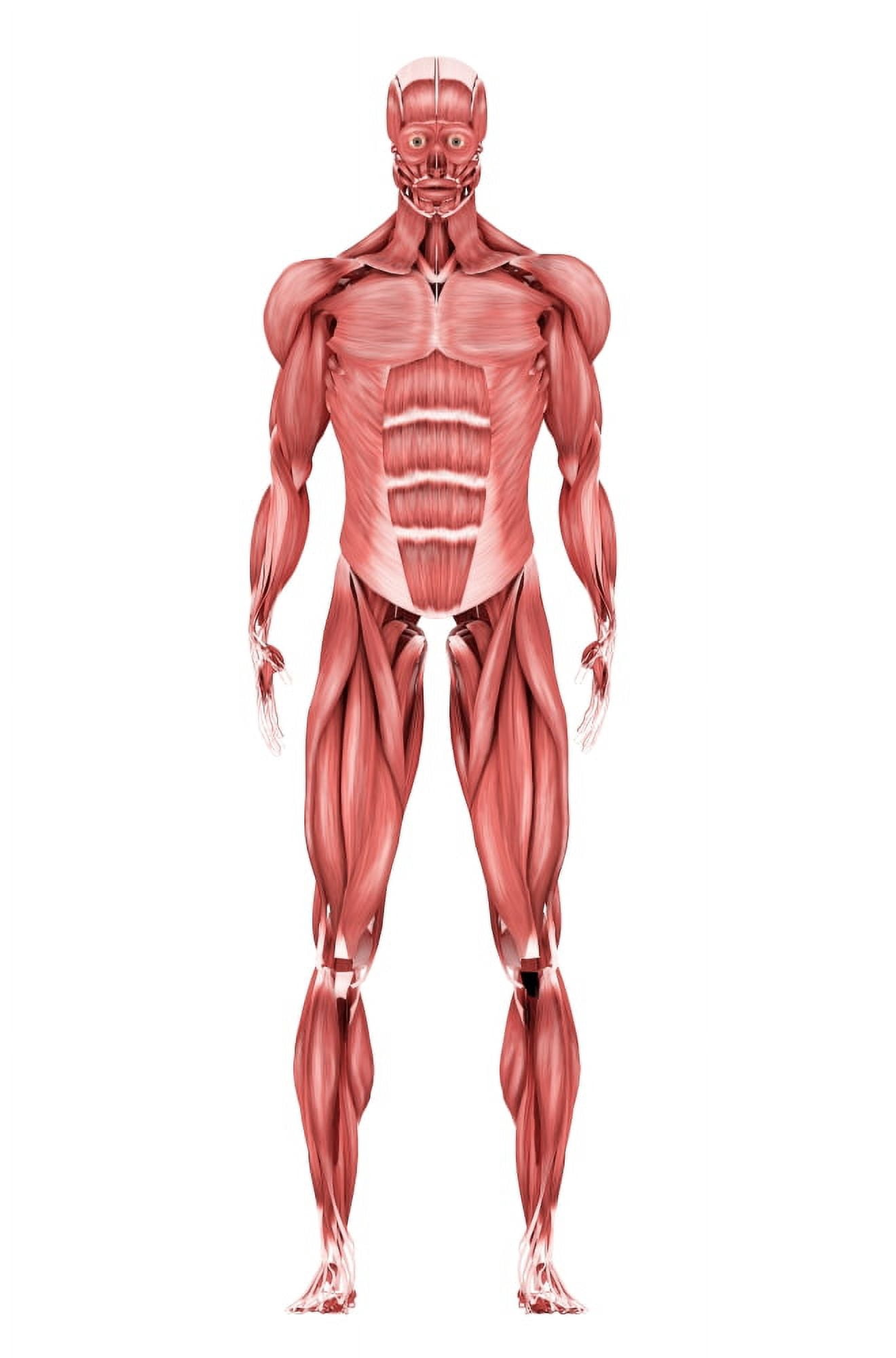 Medical illustration of male muscular system front view Canvas Art - Stocktrek Images (23 x 35)