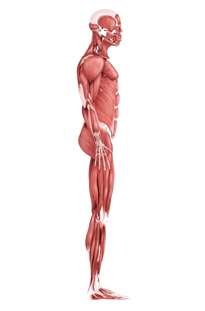 Medical illustration of male muscular system side view Canvas Art - Stocktrek Images (12 x 18)