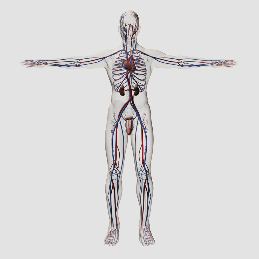 Medical illustration of male reproductive system with veins and arteries Canvas Art - Stocktrek Images (29 x 29)