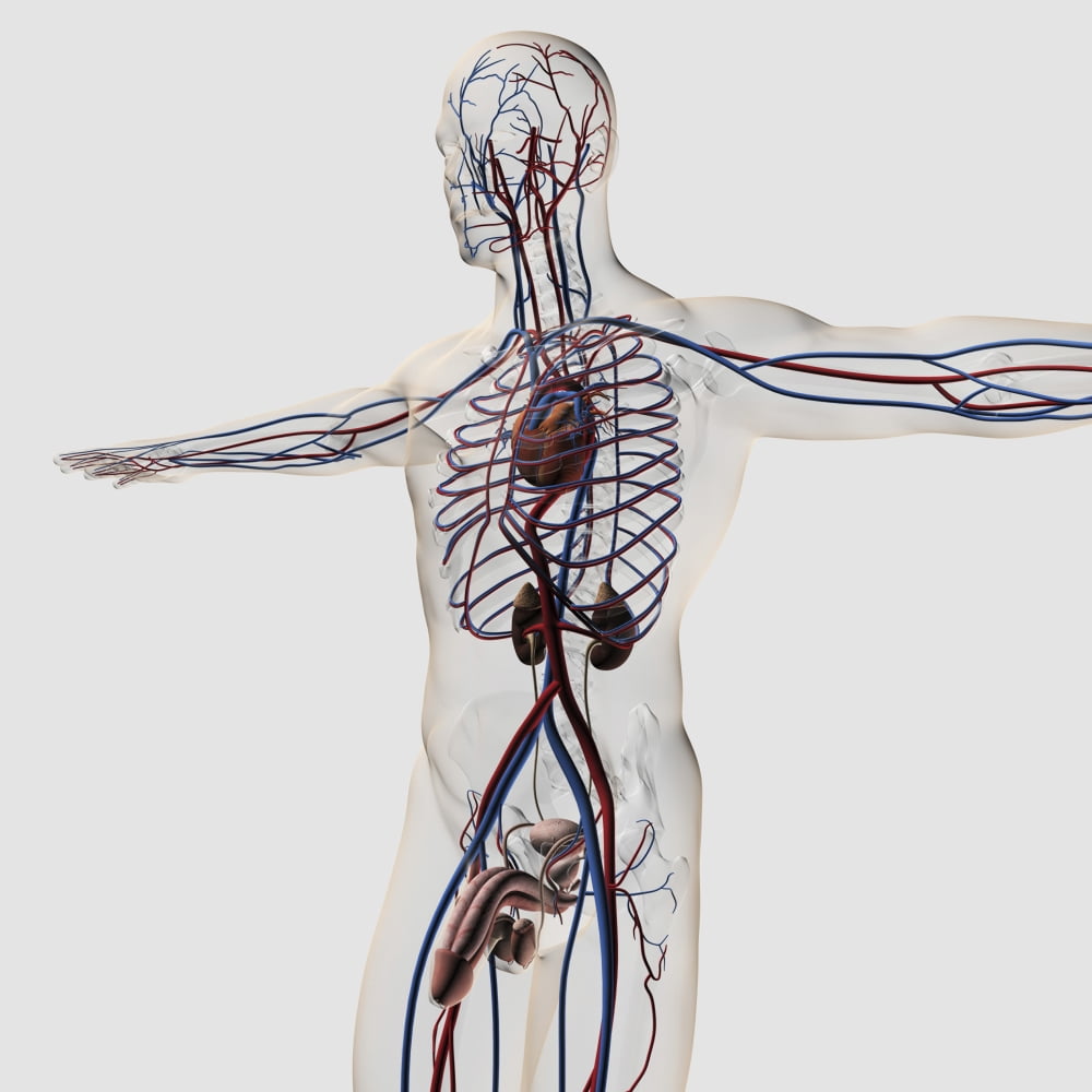 Medical illustration of male reproductive system with veins and arteries Canvas Art - Stocktrek Images (29 x 29)