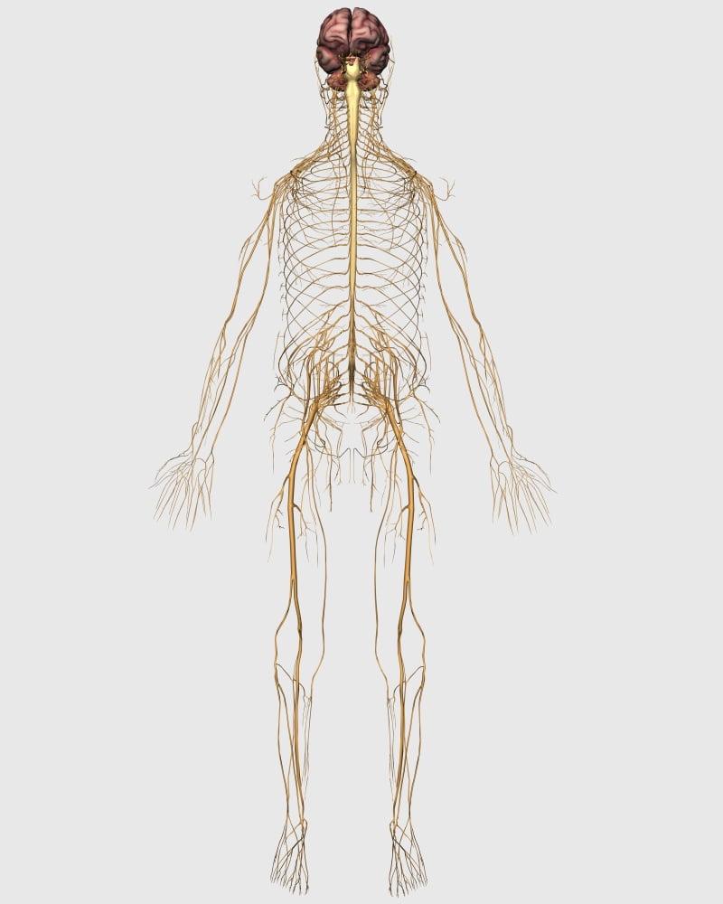 Medical illustration of peripheral nervous system with brain Canvas Art - Stocktrek Images (26 x 32)