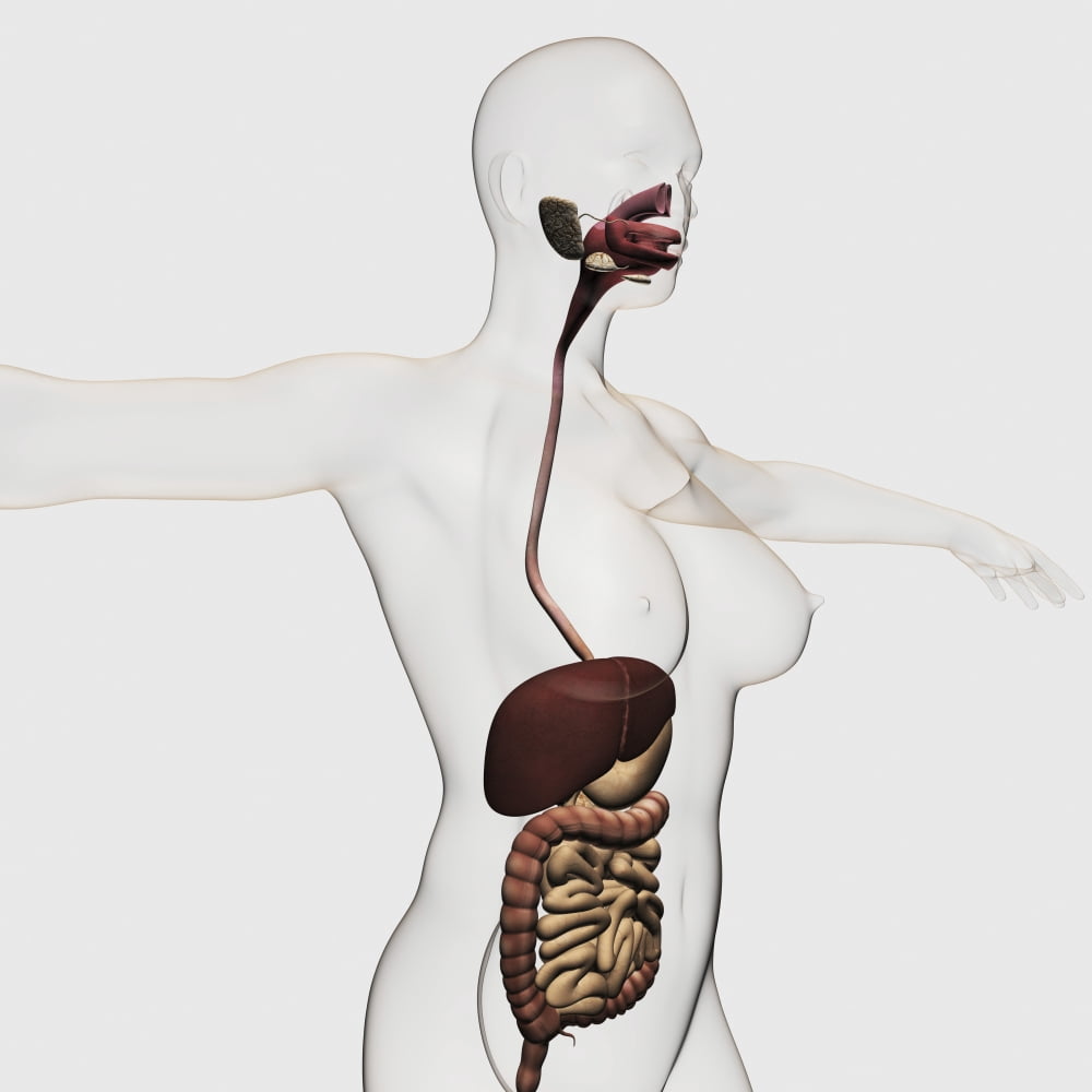 Medical illustration of the human digestive system Canvas Art - Stocktrek Images (29 x 29)
