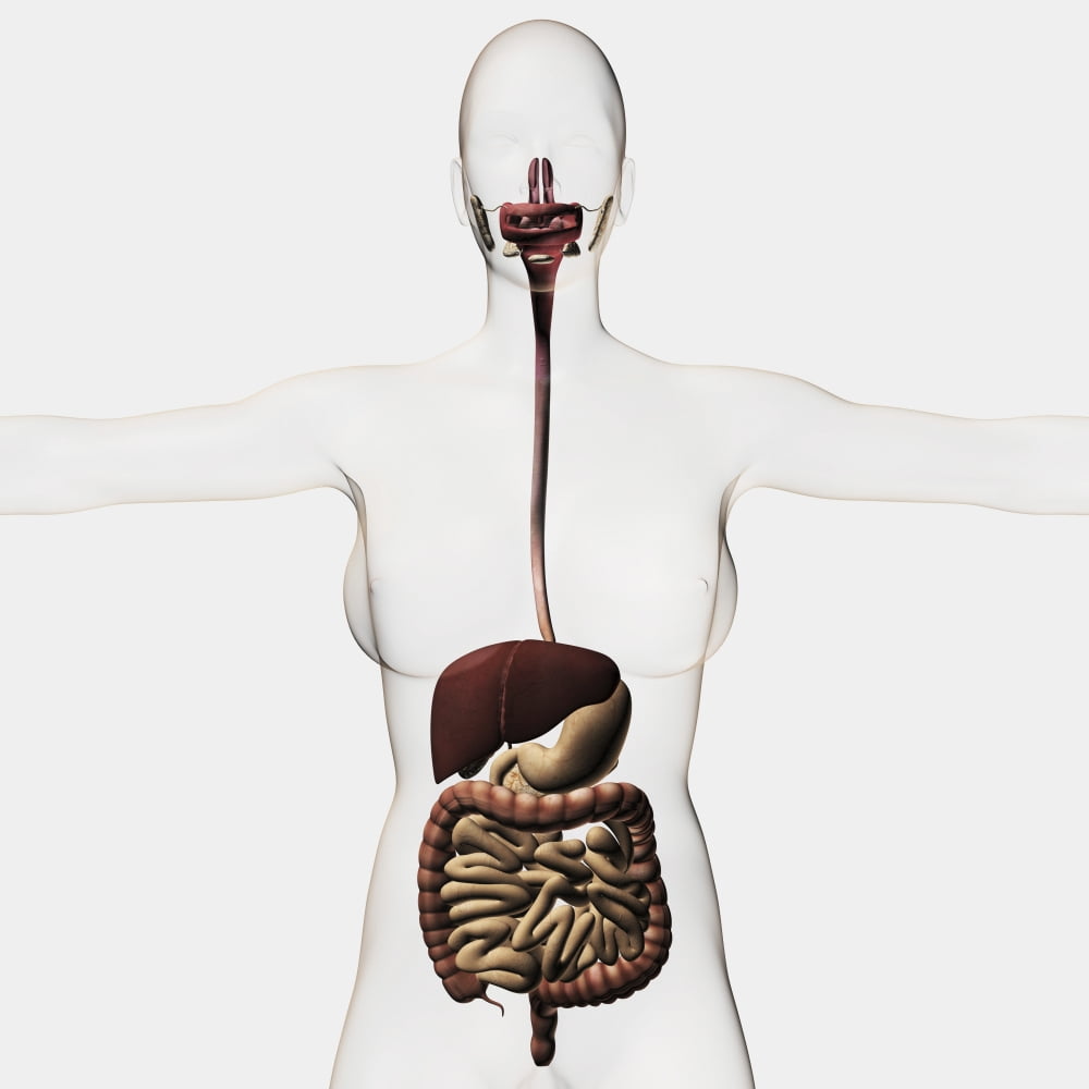 Medical illustration of the human digestive system Canvas Art - Stocktrek Images (29 x 29)