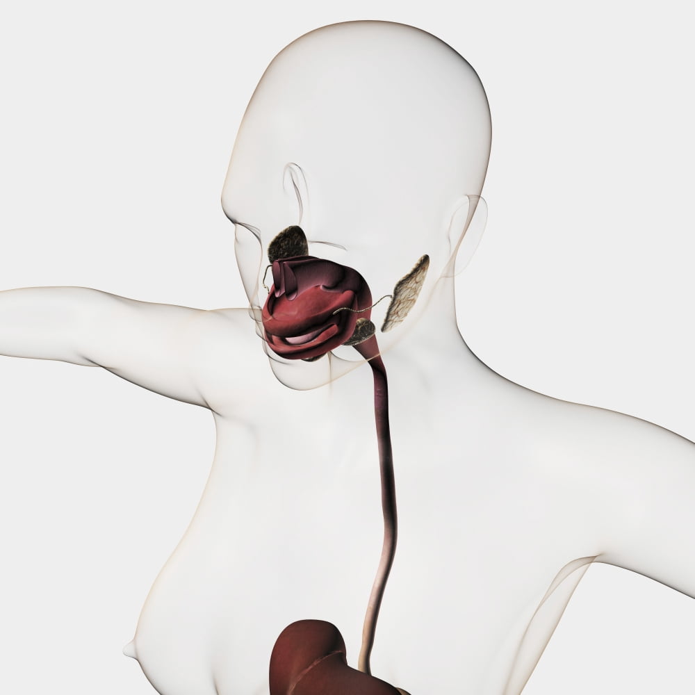 Medical illustration of the human digestive system Canvas Art - Stocktrek Images (29 x 29)