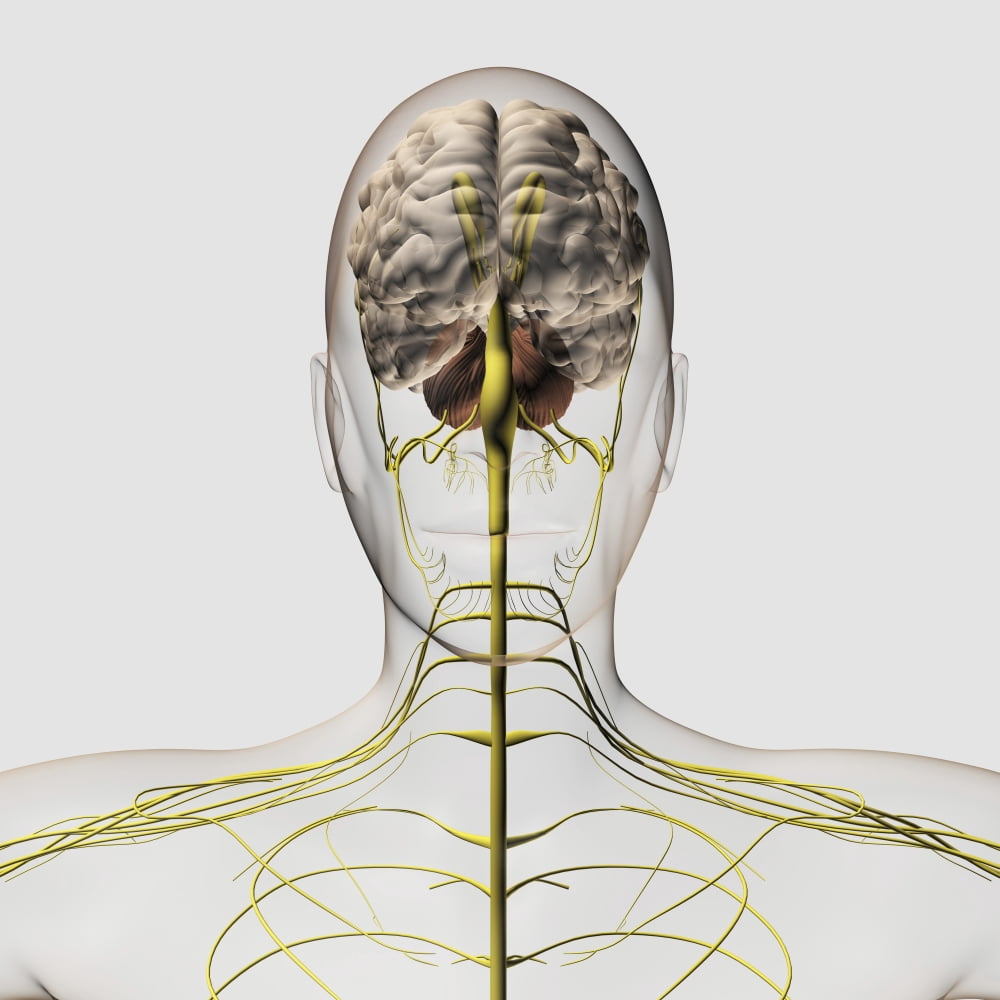 Medical illustration of the human nervous system and brain Canvas Art - Stocktrek Images (29 x 29)