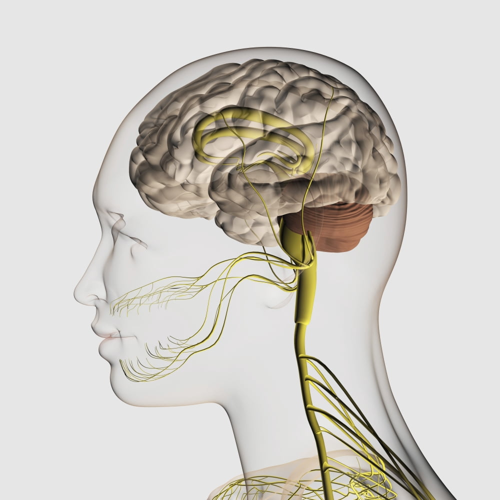 Medical illustration of the human nervous system and brain Canvas Art - Stocktrek Images (29 x 29)