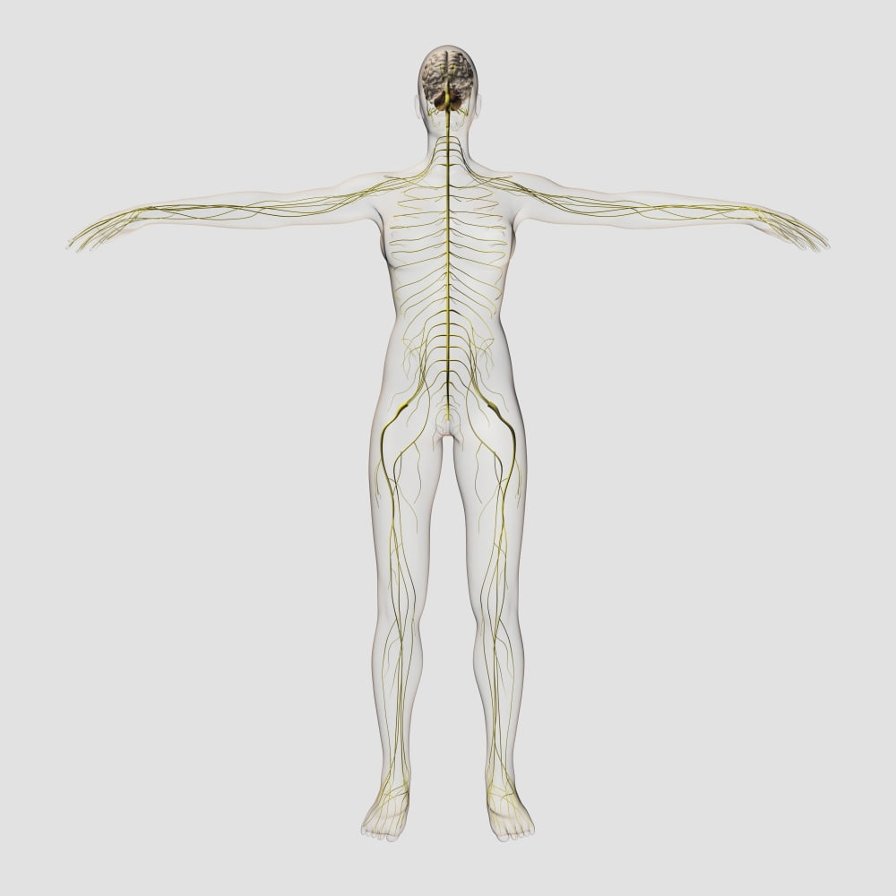 Medical illustration of the human nervous system and brain Canvas Art - Stocktrek Images (29 x 29)