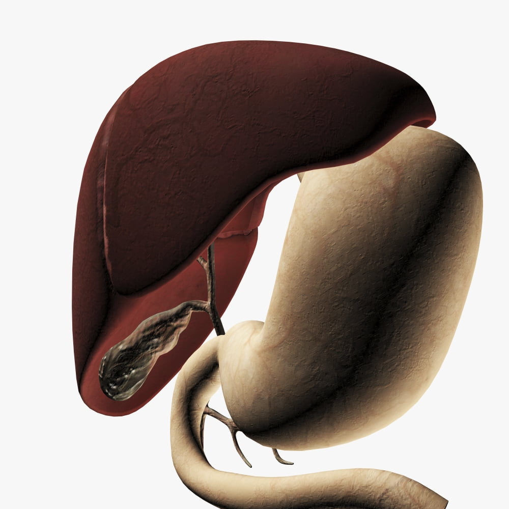 Medical illustration of the liver and stomach Canvas Art - Stocktrek Images (29 x 29)