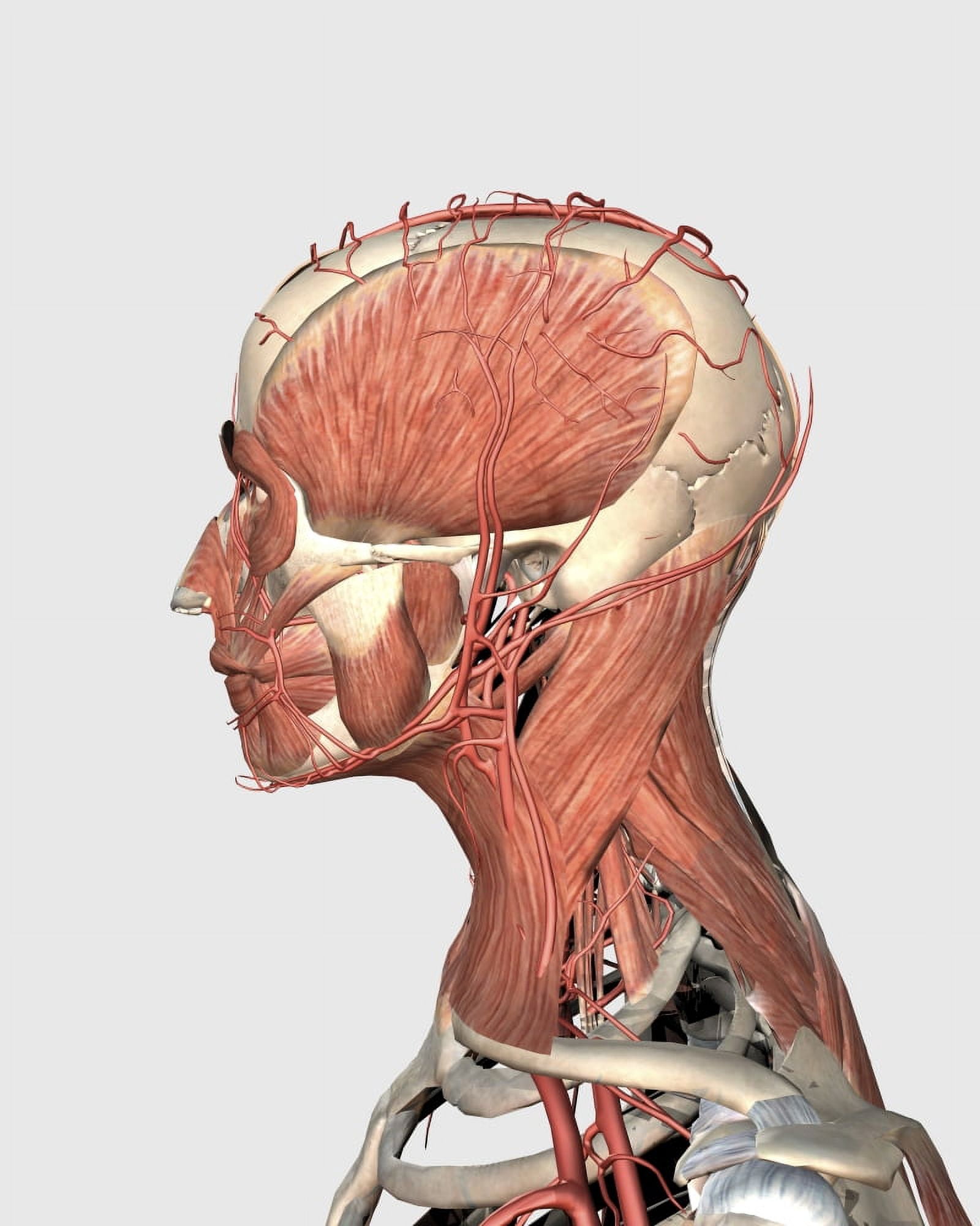 Medical illustration showing human head and neck muscles with veins Canvas Art - Stocktrek Images (26 x 32)