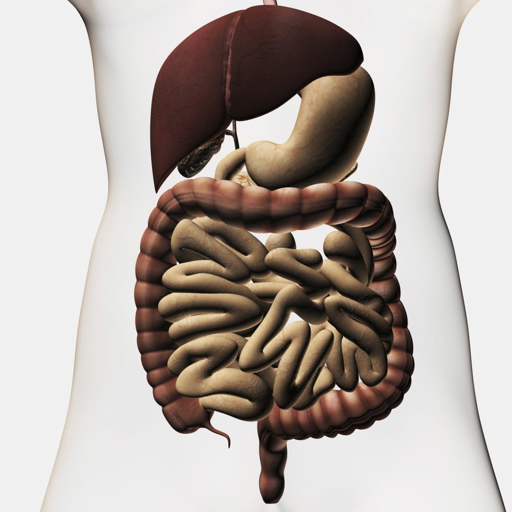 Medical illustration showing the human digestive system Canvas Art - Stocktrek Images (29 x 29)