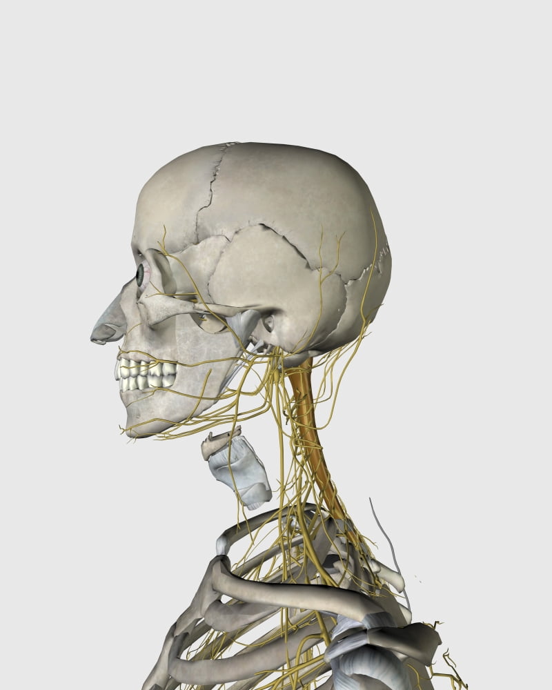Medical illustration showing thyroid cartilage and nerves around neck and head area Canvas Art - Stocktrek Images (13 x 16)
