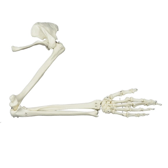 Medicals Anatomical Model Human Skeleton Arm Skeletons Study Model Life Size Human Arm Joint Model Arm Skeleton Model