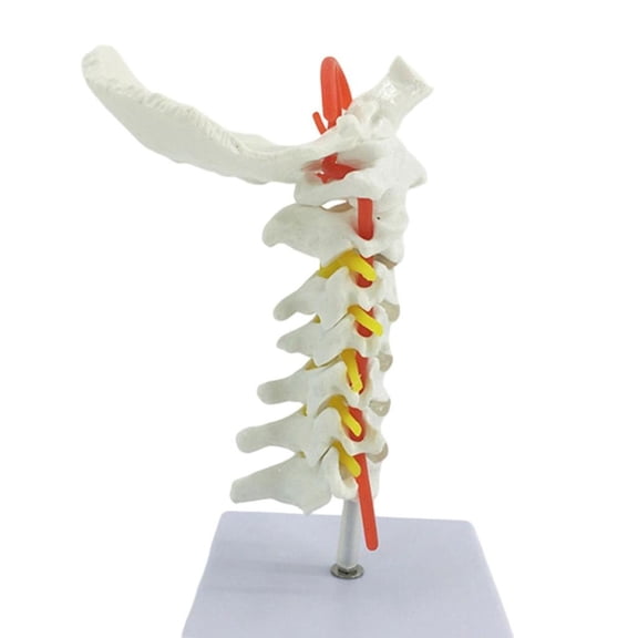 Medicals Grade PVC Cervical Spine Model With Nerve Structures For Student Doctor Education