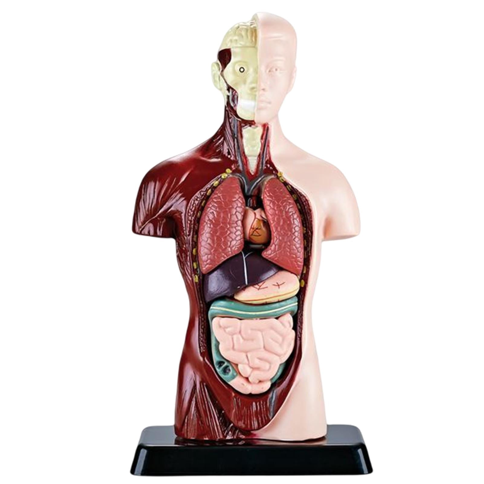 Medicals Torso Human Body Model | 6 Parts Anatomy Doll, PVC Education ...