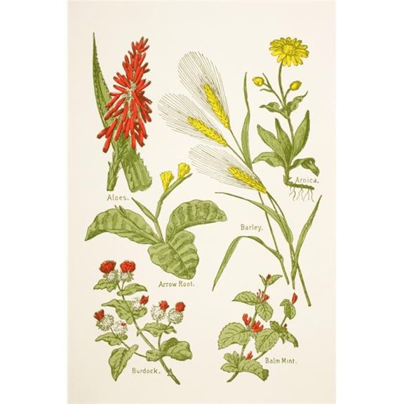 Medicinal Herbs And Plants. Clockwise From Top Left Aloes  Arnica  Barley  Balm