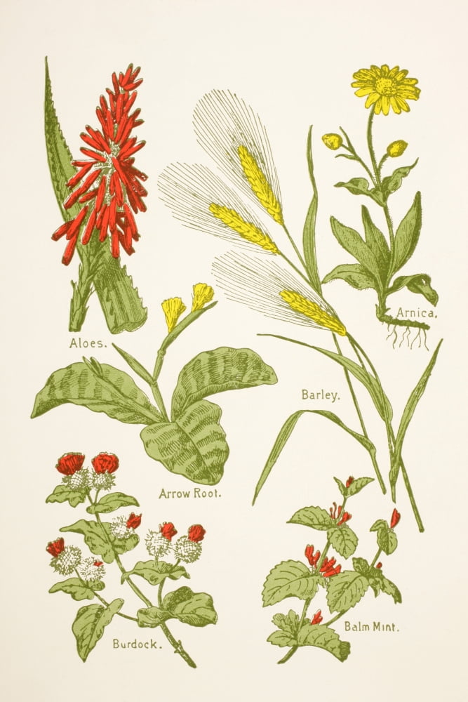 Medicinal Herbs And Plants Clockwise From Top Left Aloes Arnica Barley Balm Mint Burdock Arrow Root From Virtues Household Physician Published London 1924 Canvas Art - Ken Welsh Design Pics (24 x 36)