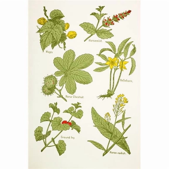 Medicinal Herbs & Plants. Clockwise From Top Left - Hops - Horsemint - Hellebore - Horse Radish - Ground IVy - Horse Chestnut From Virtues Household Physician Published