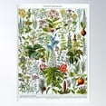 thumbnail image 1 of Medicinal Plants (1932) - Larousse Du Xxe Siècle Poster Wall Art, Modern Wall Decor For Living Room Bedroom, 24x36 UNFRAMED, 1 of 2
