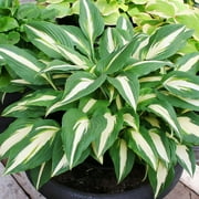 Mediovariegata Hosta Flower Root - Plant Start - Grows Well In Containers - Naturalizing - Perennializing - Easy to Grow Live Plants - Outdoor Garden